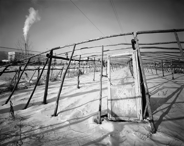 Greenhouse winter